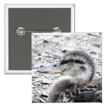 Duckling Painting Photograph Pinback Buttons