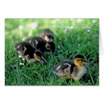 Duckling Parade Card