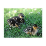 Duckling Parade Post Card