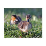 Duckling Postcard