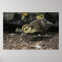 Duckling Print