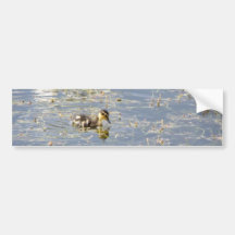 Duckling Reflections Bumper Sticker