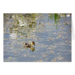 Duckling Reflections Cards