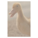 Duckling Stationery