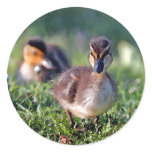 Duckling stickers