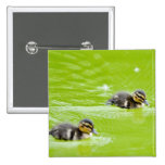 Ducklings299 DUCKLINGS BABY DUCKS SWIMMING POND Pinback Button