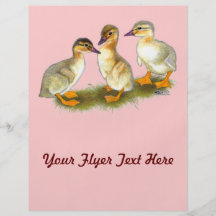 Ducklings:  Buff Orpingtons Full Colour Flyer