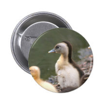 Ducklings button