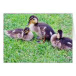 Ducklings On The Grass Cards