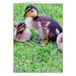 Ducklings On The Grass Greeting Cards