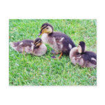Ducklings On The Grass Postcard