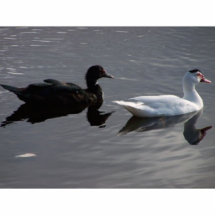 Ducks1 Photo Sculpture