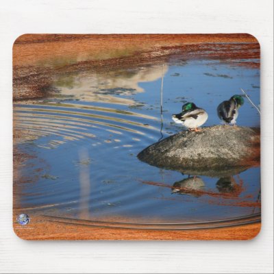 DUCKS AT JOSHUA by sandytravel