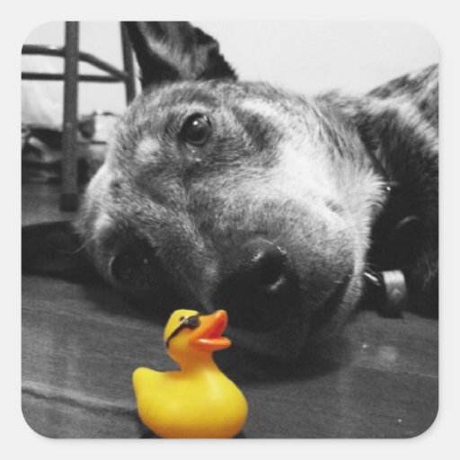 'Duck's Best Friend' Rubber Duck Sticker