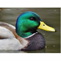 Ducks Bills Photo Cutouts