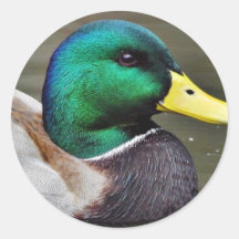 Ducks Bills Stickers