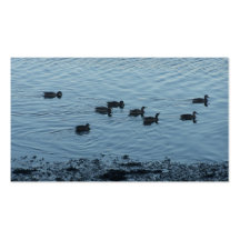 Ducks. Business Card Template