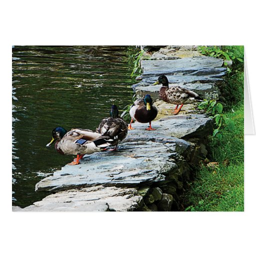 Ducks by the Pond Greeting Card