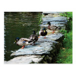 Ducks by the Pond Post Card
