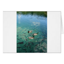 Ducks Card