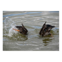 ducks diving business cards