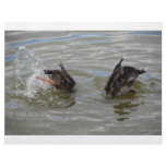 ducks diving letterhead