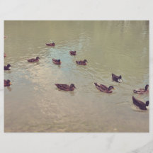 Ducks Flyers