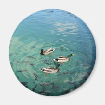 Ducks Fridge Magnet