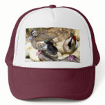 Ducks Hat