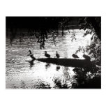 Ducks in a Row Postcards
