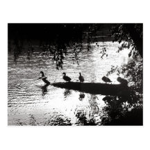 Ducks in a Row Postcards