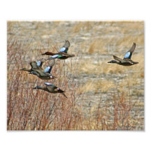 Ducks in Flight Photo Art