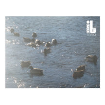 Ducks In The Water Postcards