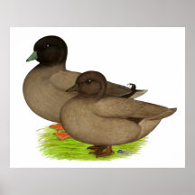 Ducks:  Khaki Calls Print