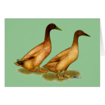 Ducks:  Khaki Campbell Greeting Cards
