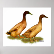 Ducks:  Khaki Campbell Print