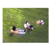 DUCKS - MALLARD TRIO POSTCARDS