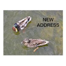 Ducks  New Address Card Postcards