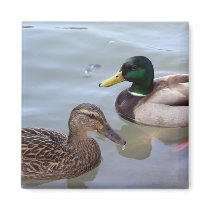 Ducks on a Pond Magnet