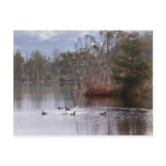 Ducks On Empire Lake Post Cards