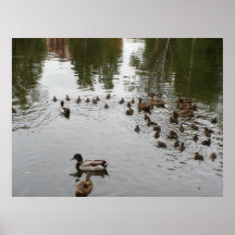 Ducks On The Lake Poster