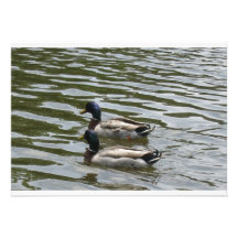 Ducks party invitations