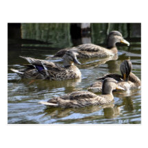 Ducks Photo Postcard