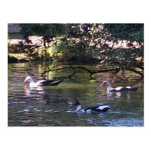 ducks post card