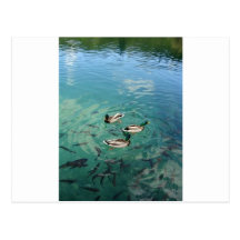 Ducks Postcards