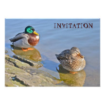Ducks  Resting Invitation
