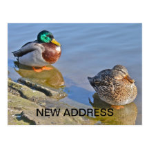 Ducks  Resting  New Address Post Card