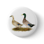 Ducks:  Silver Welsh Harlequin