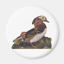 Ducks, Snake Bird, Bird of Paradise Refrigerator Magnets