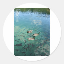 Ducks Sticker